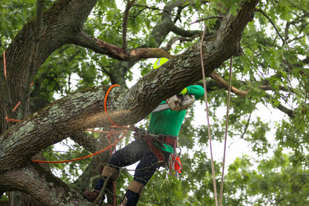 Best Tree Preservation Services  in Pittsville, MD