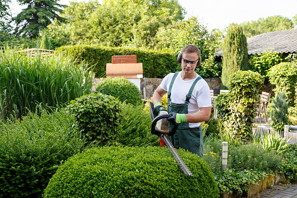 Grass Overseeding